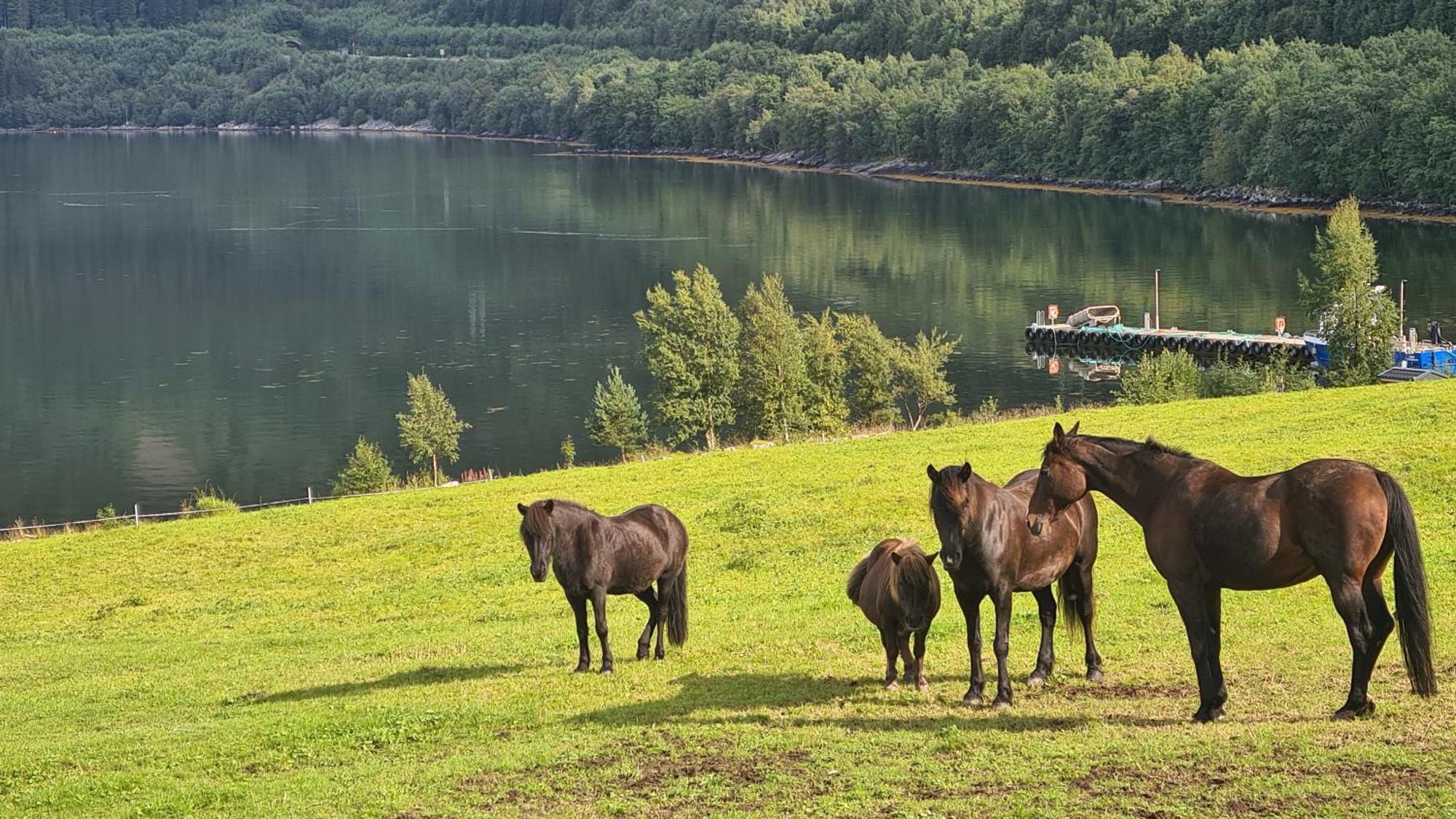 Sunndalsøra Sunndalsfjord Cottages Fredsvik Meisalstranda 455,506 Og 508 מראה חיצוני תמונה
